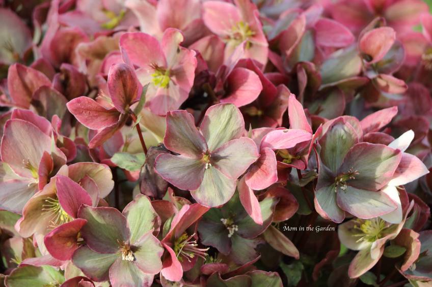 Hellebore Winter Sunshine March GREEN