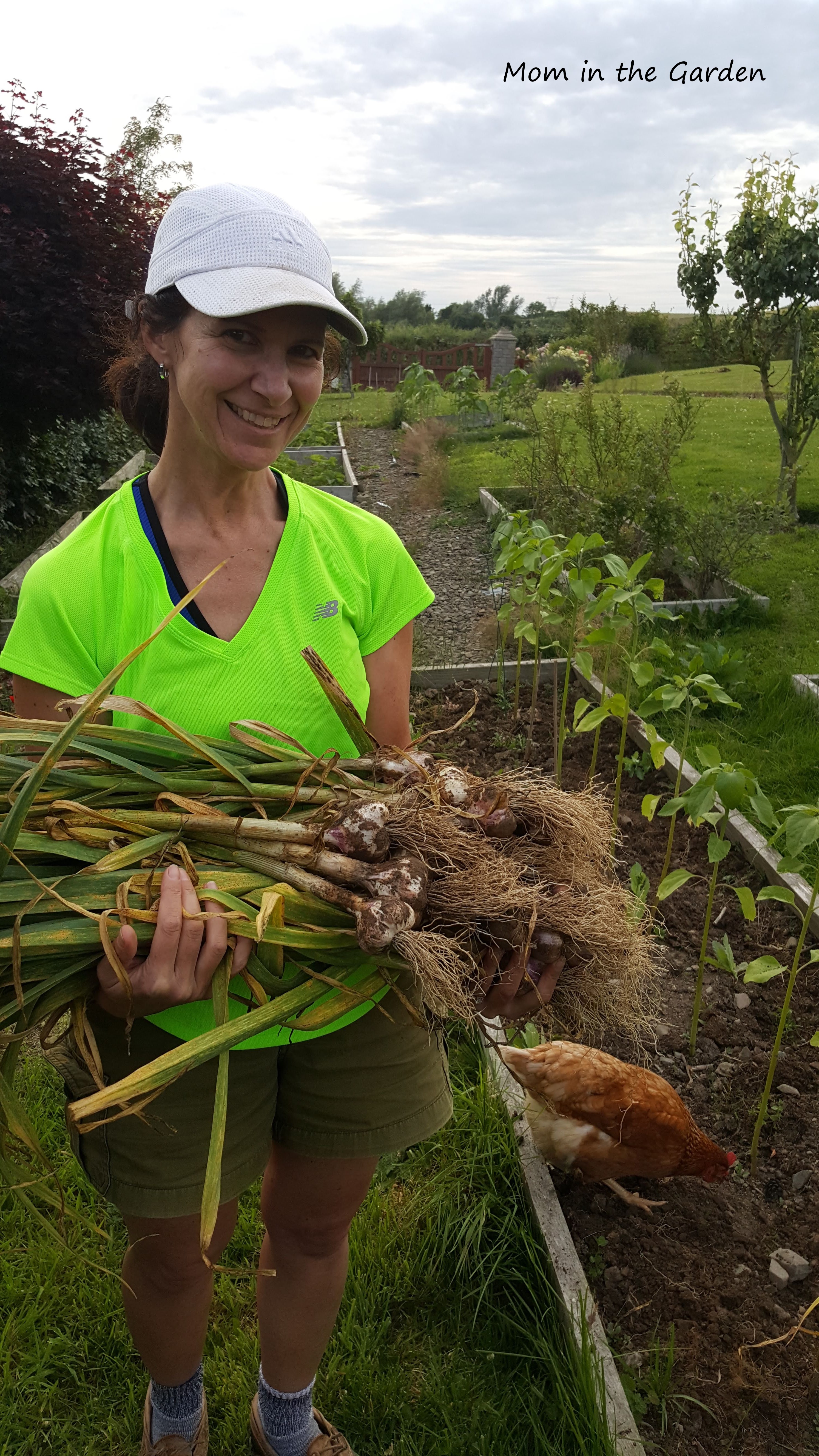 July harvest of garlic
