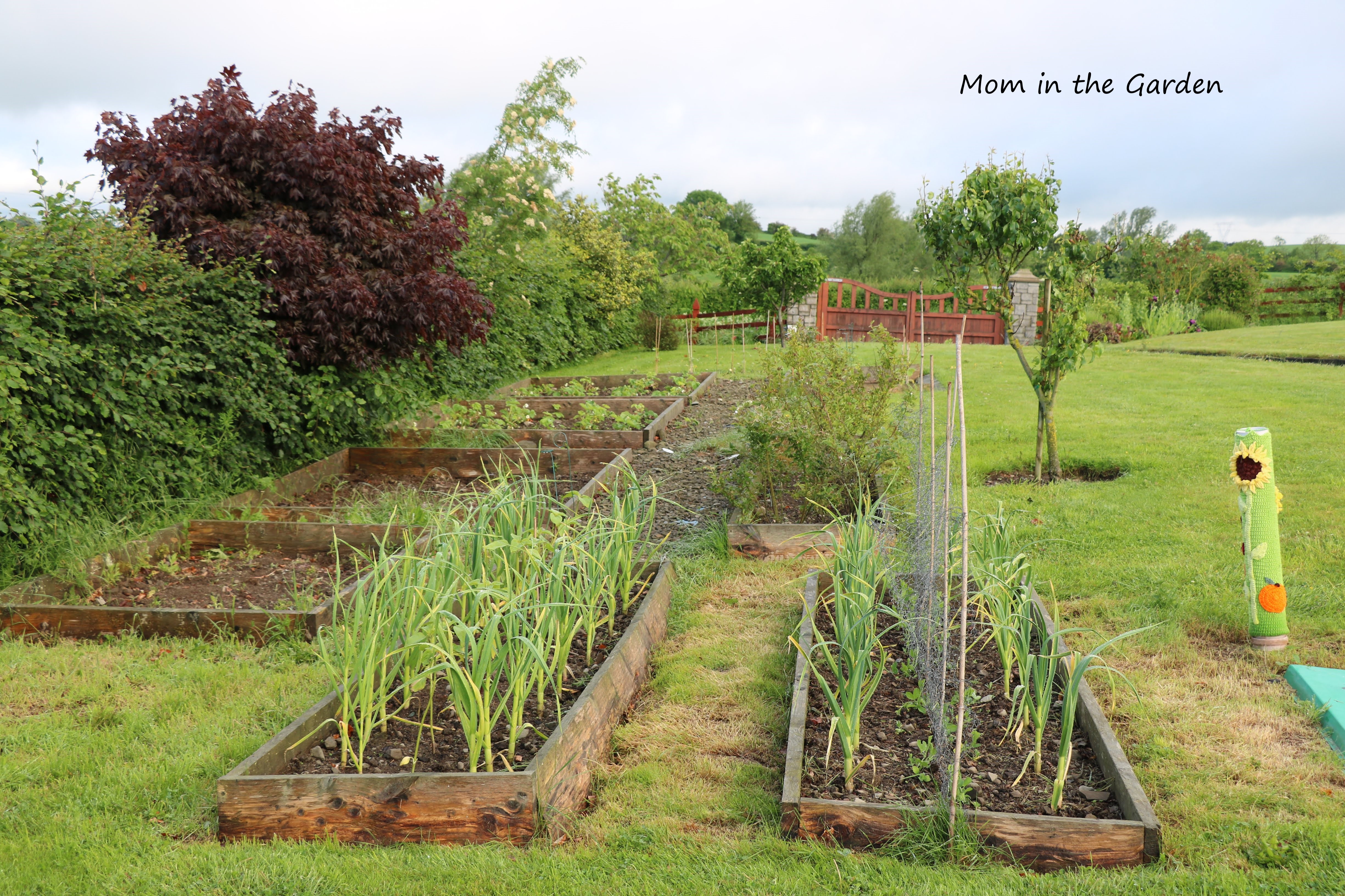 June view of the veggie garden