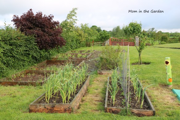 June view of the veggie garden