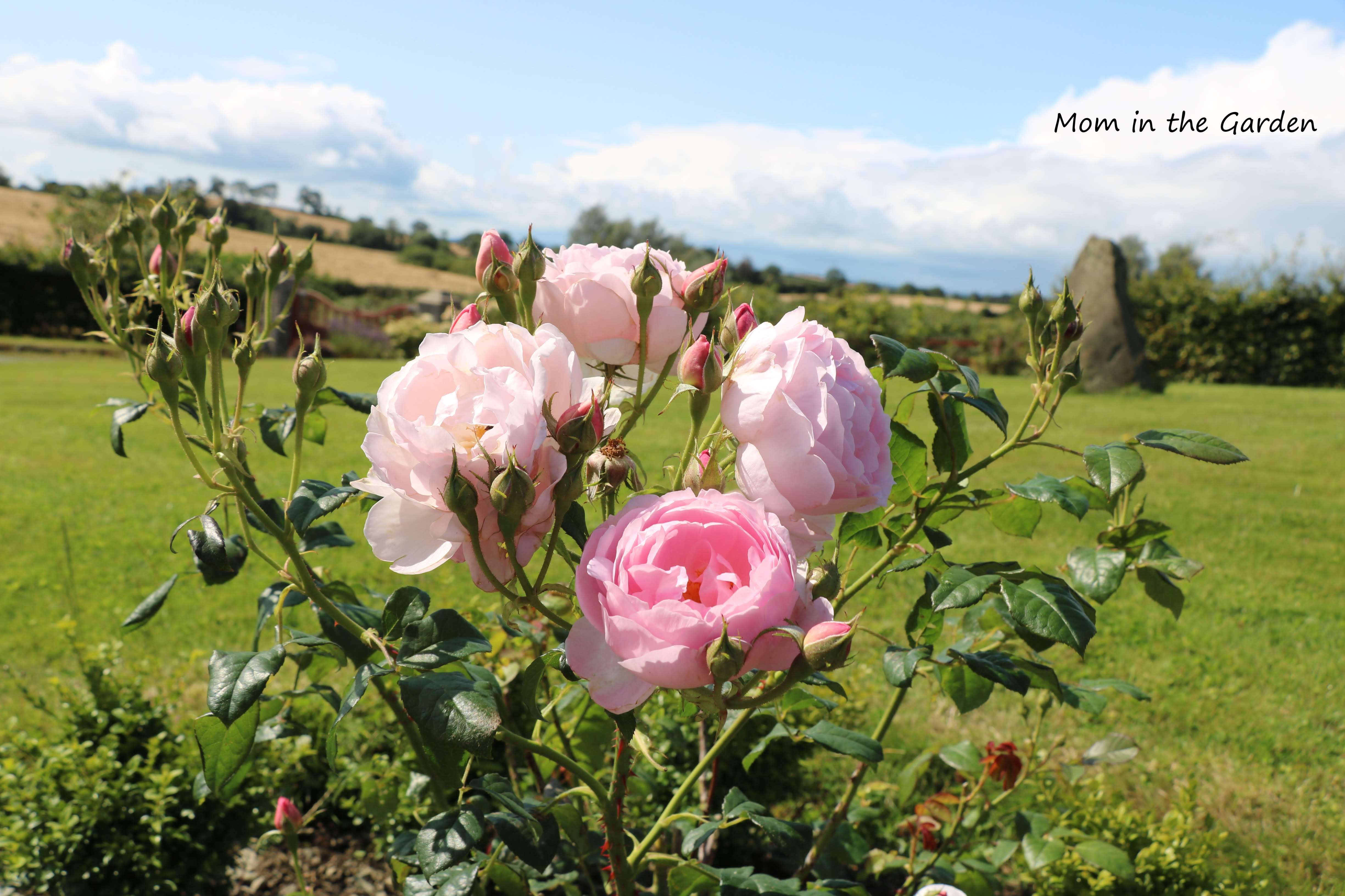 Light Pink David Austin Roses in August
