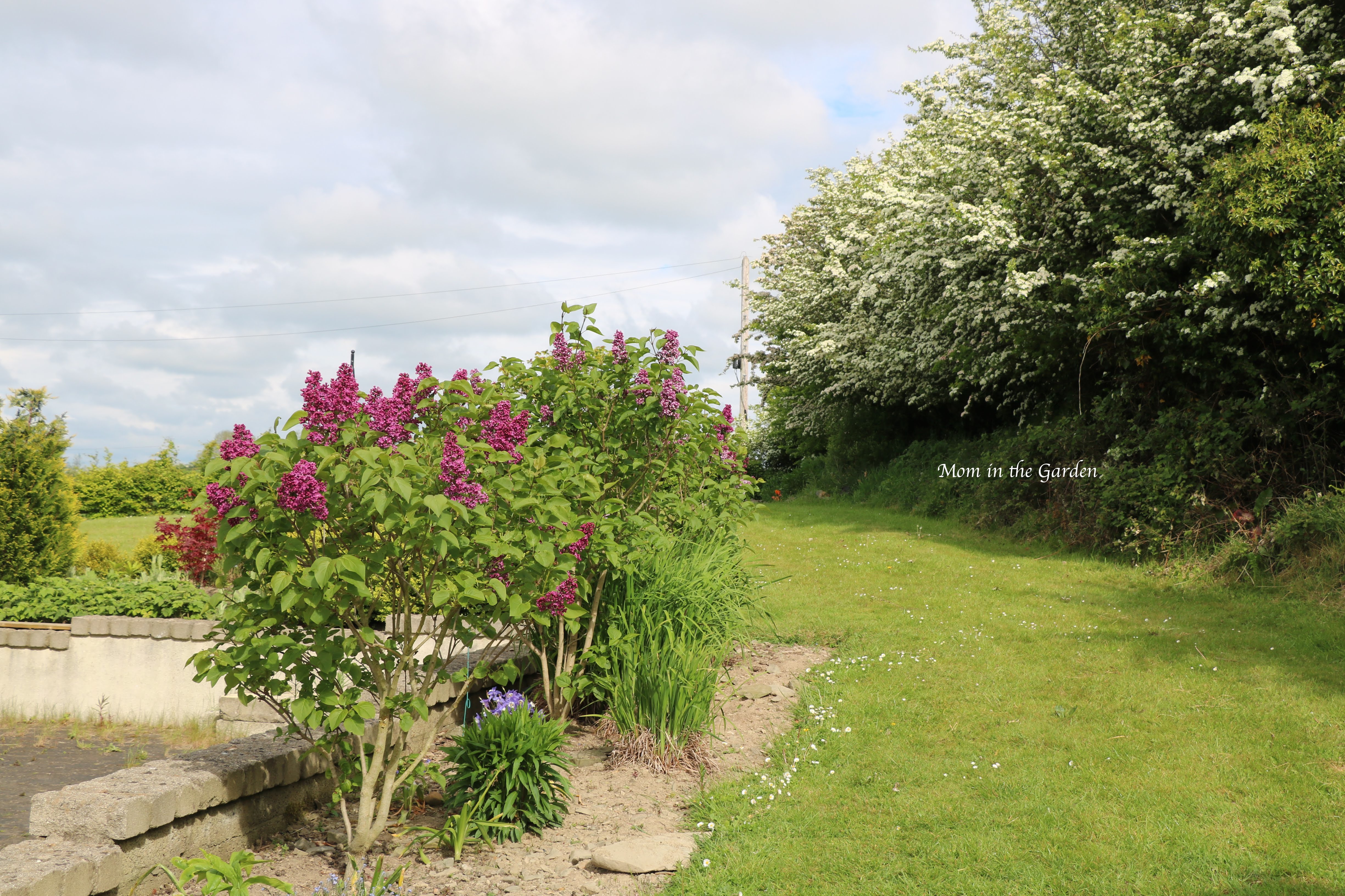 Lilacs + Hawthorn May