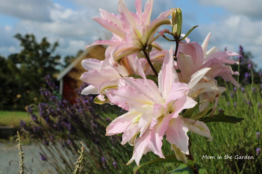 Lilies in August