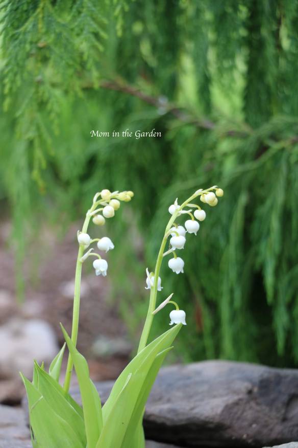 Lily of the Valley + cypress Nootka