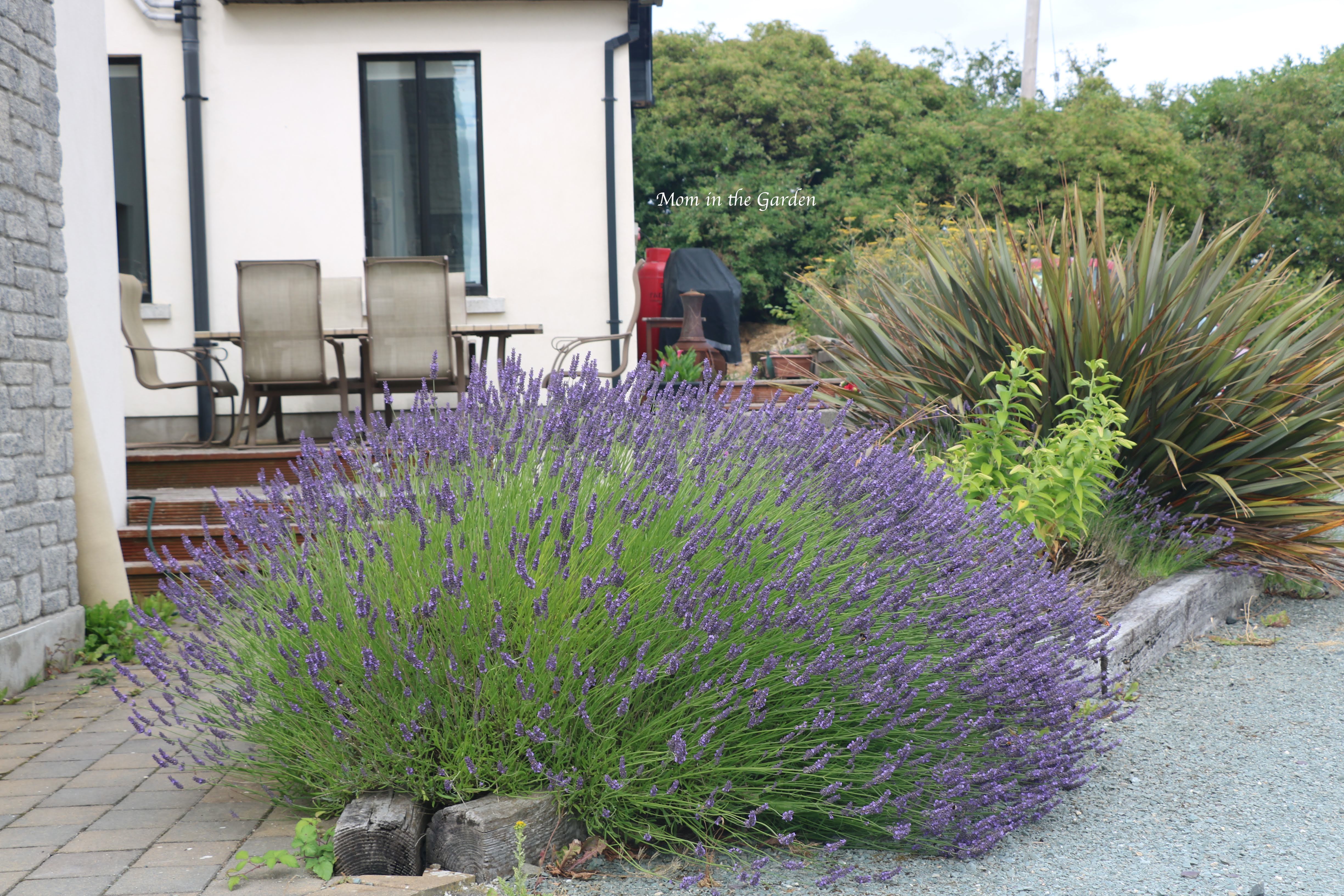 Mature lavender + mystery plant