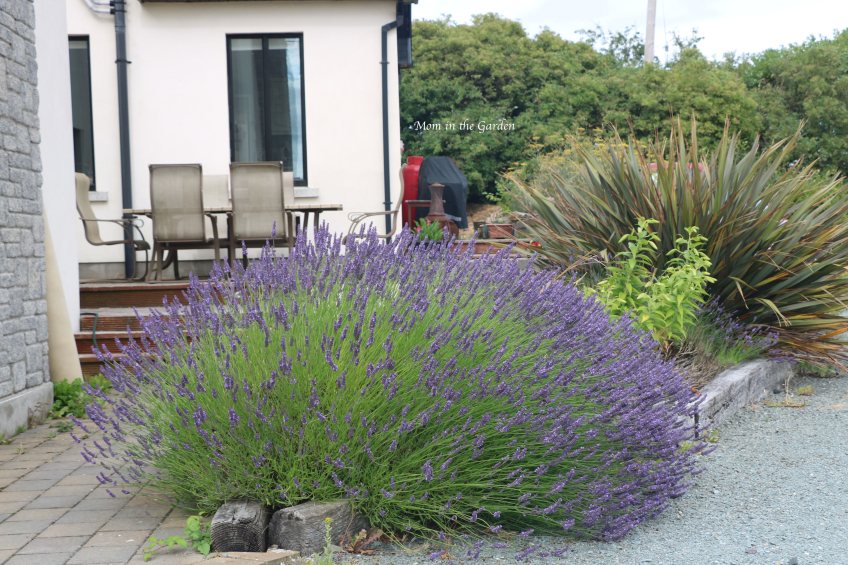 Mature lavender + mystery plant