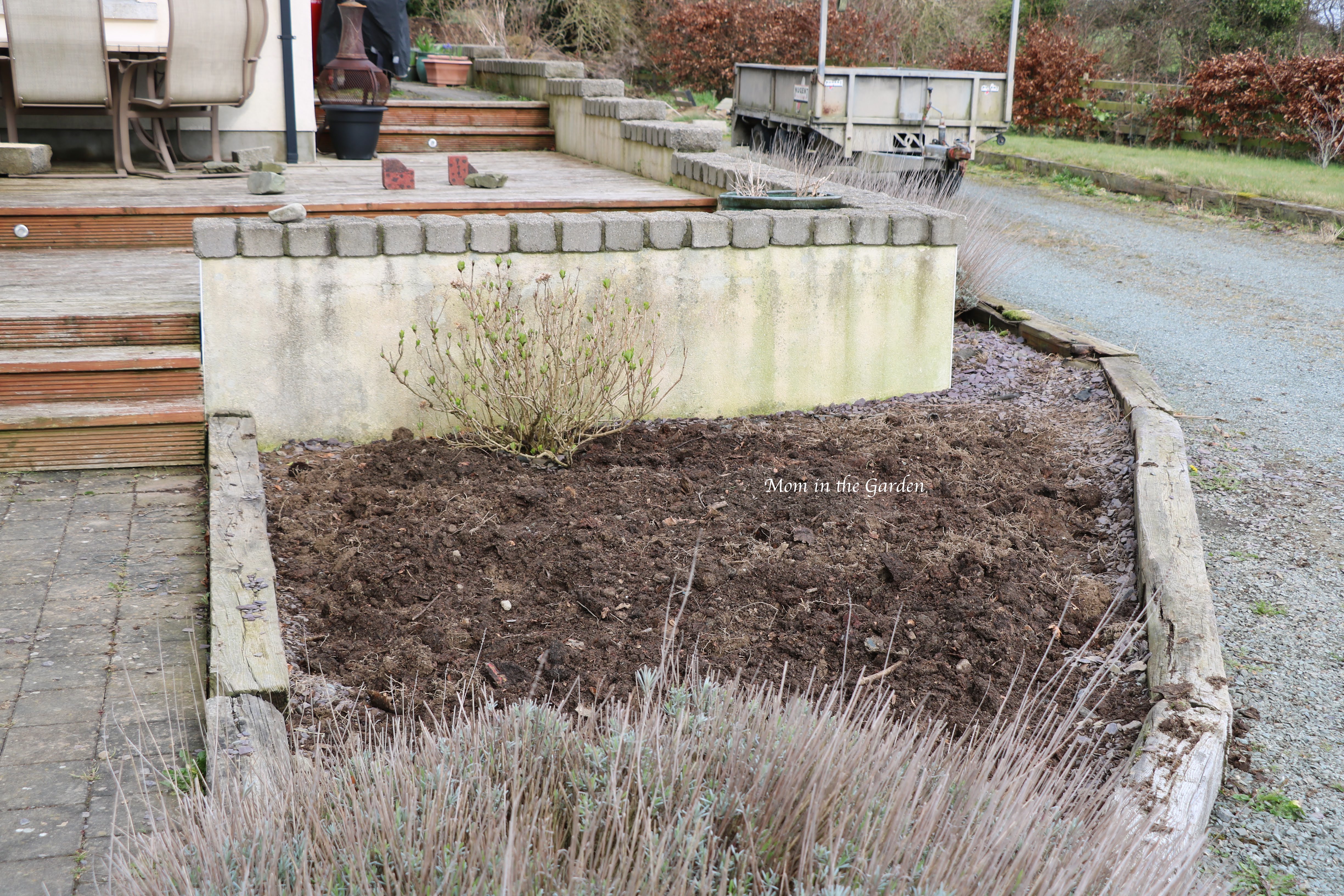Freshly dug up bed - Lavender + hydrangea - fresh compost