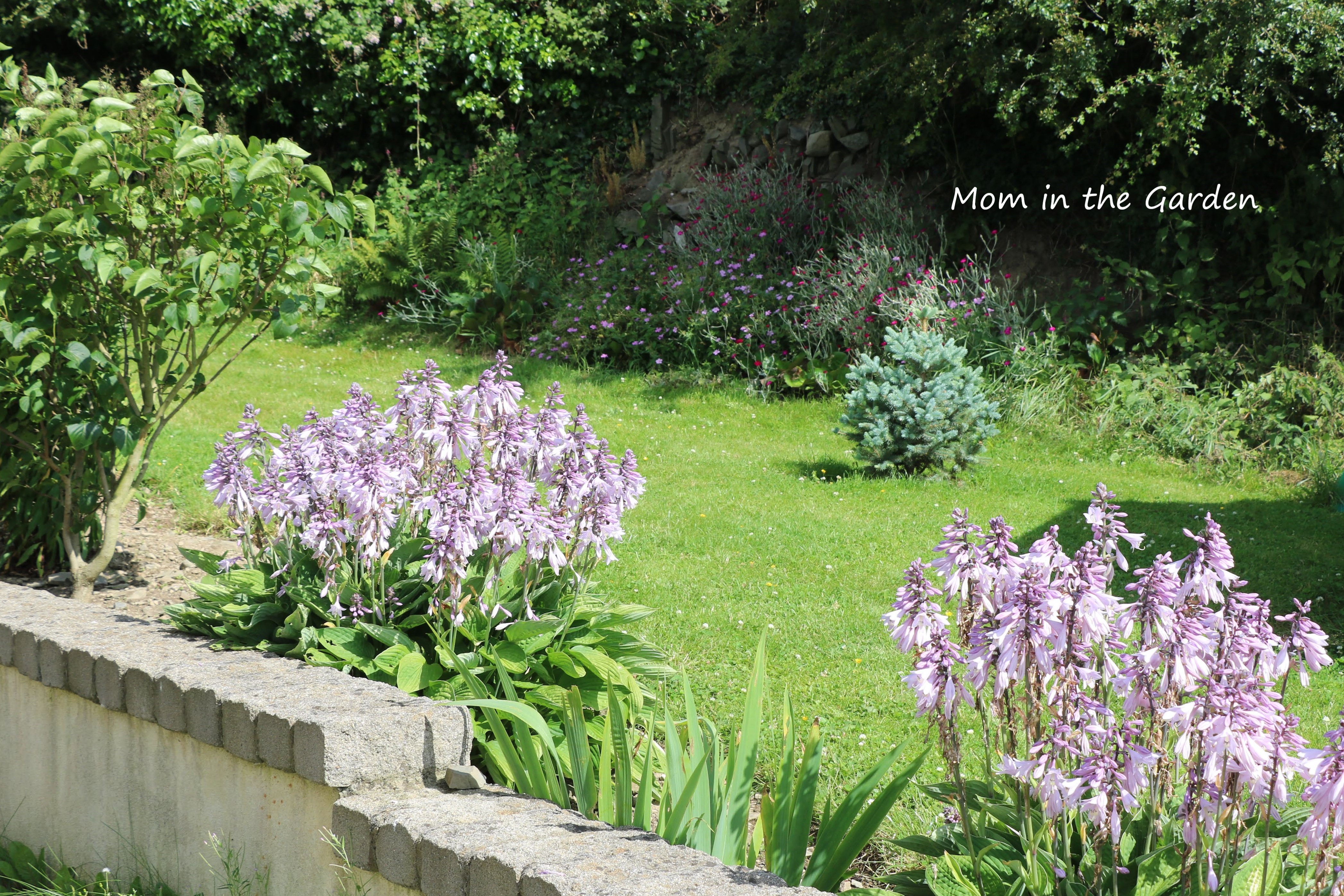 Newest evergreen - Picea pungens 'Super Blue