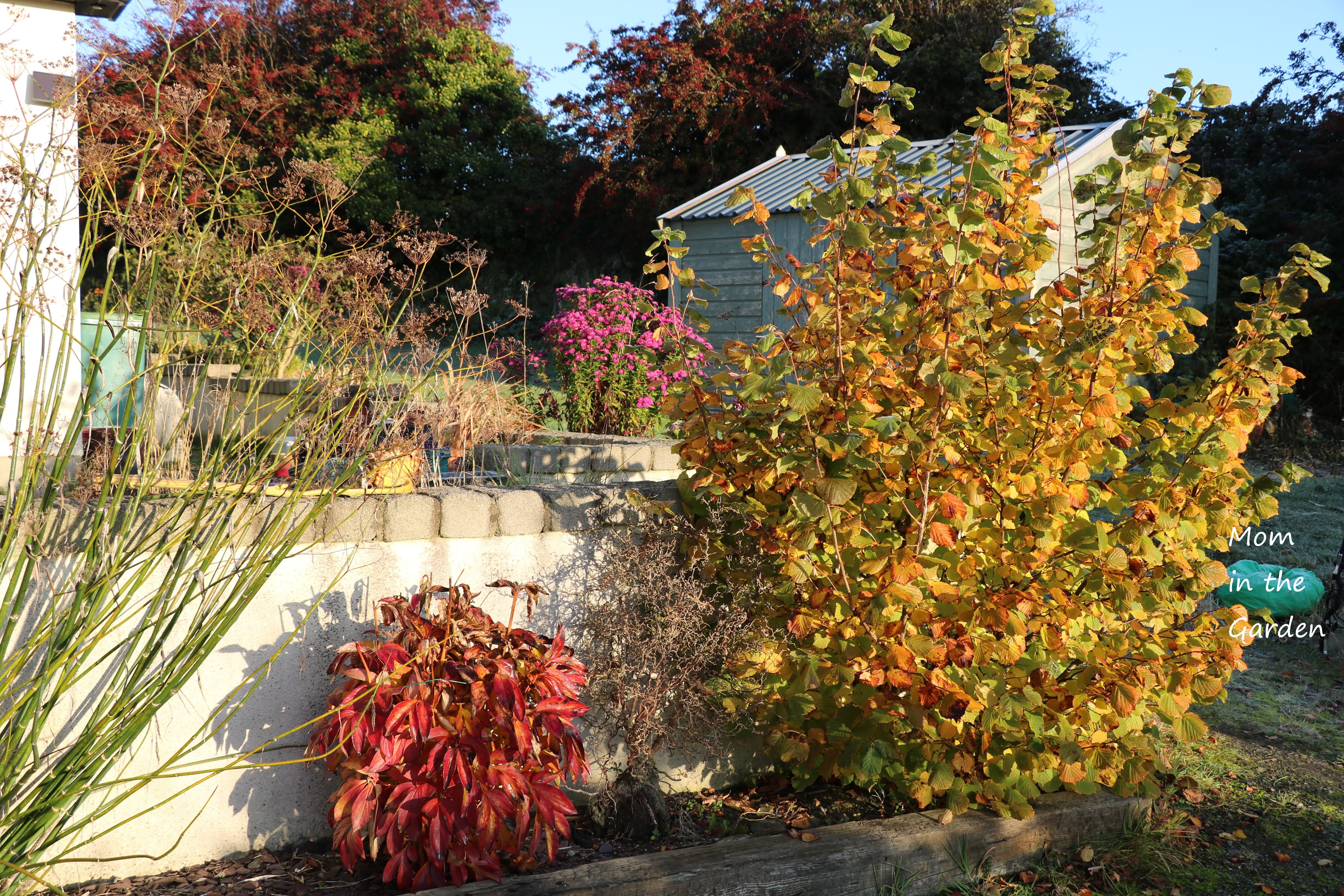 October Garden Hazelnut tree