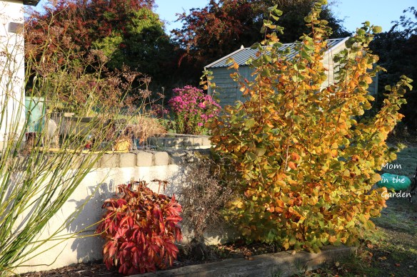 October Garden Hazelnut tree