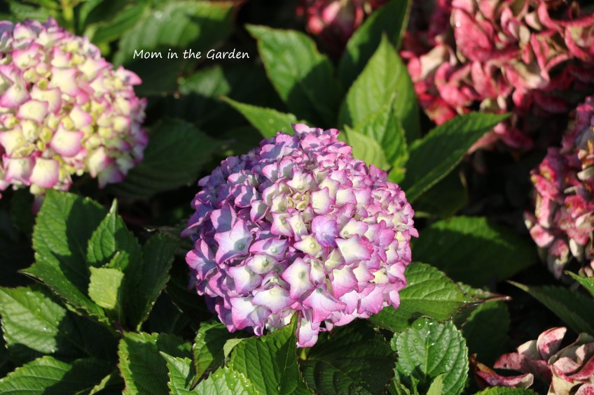 October Hydrangea