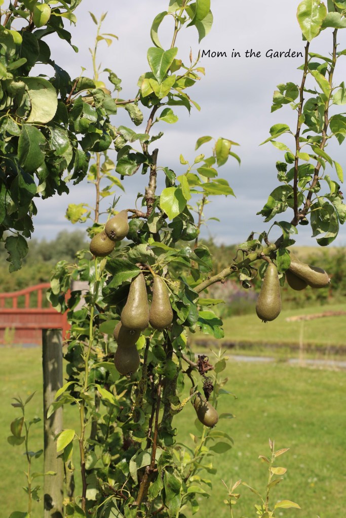 Pears in July