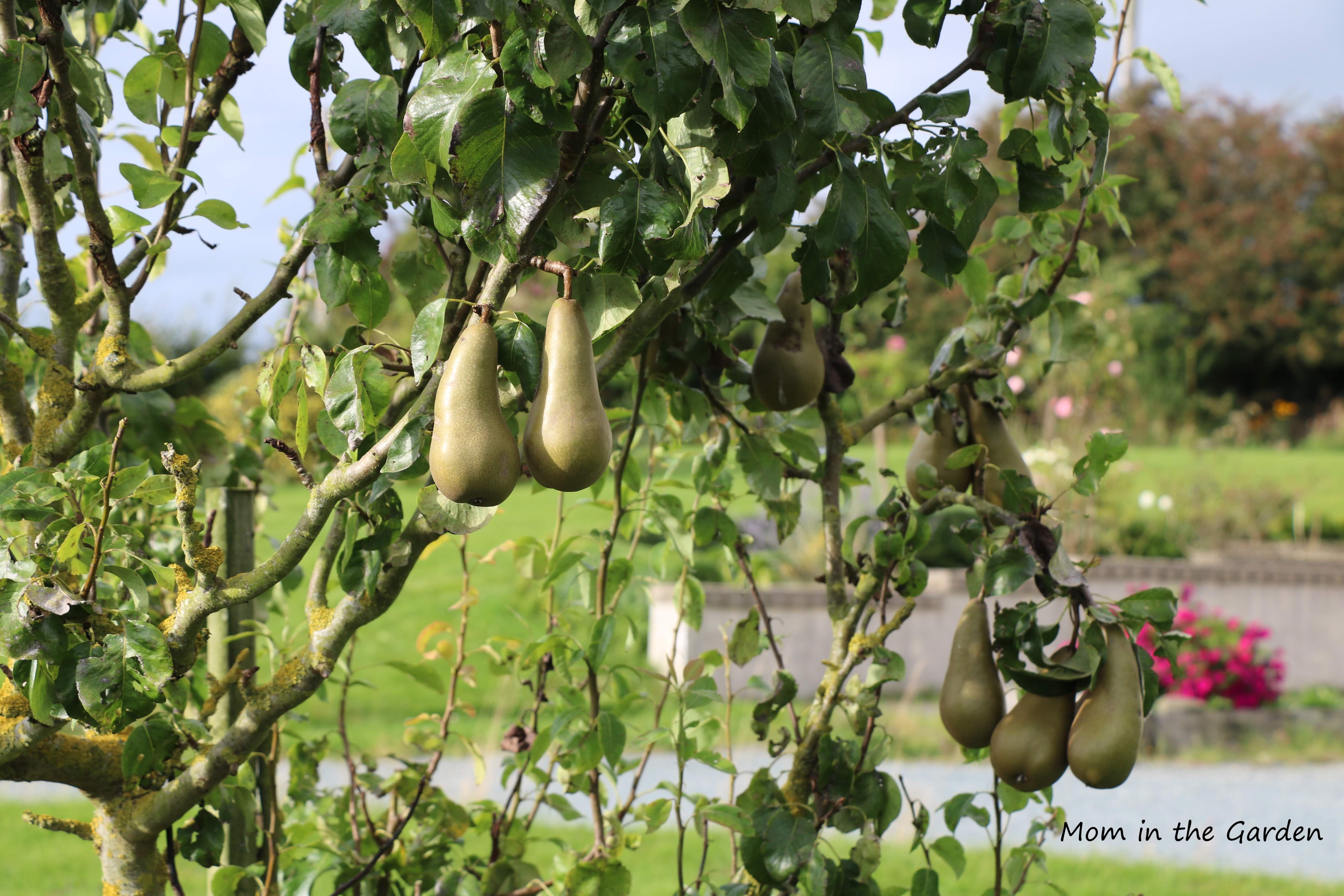 Pears in September
