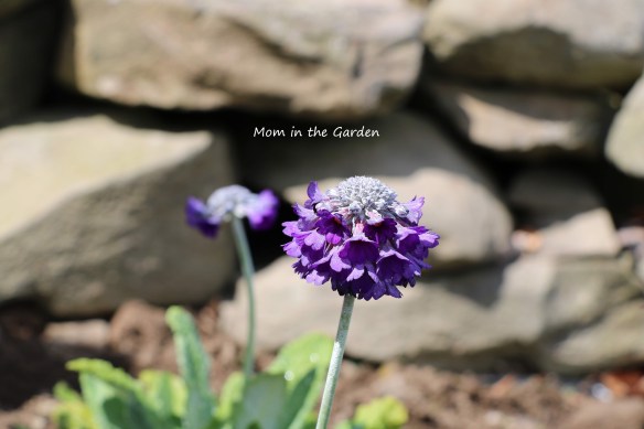 Primula capitata subsp mooreana