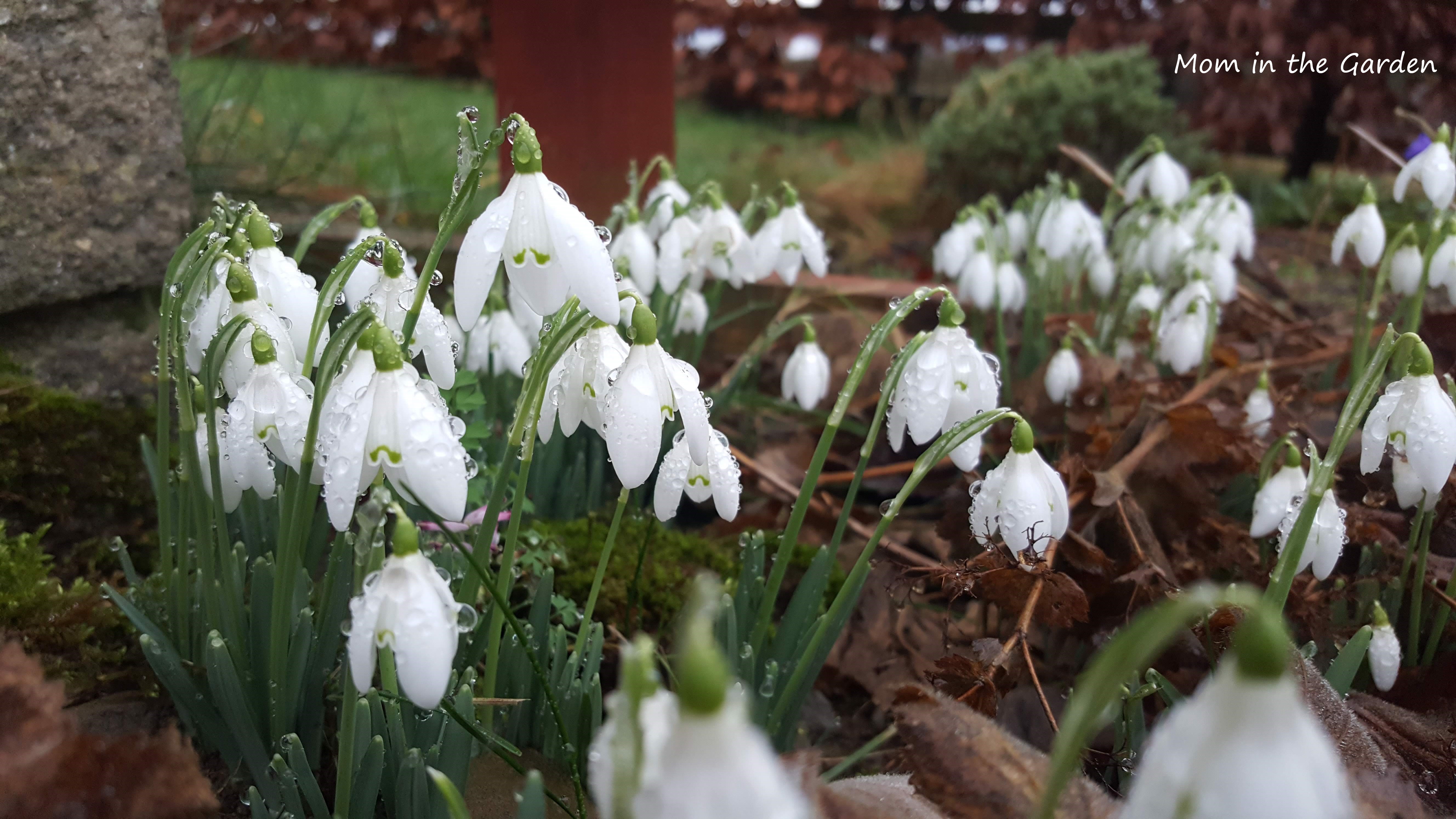 Snowdrops in January