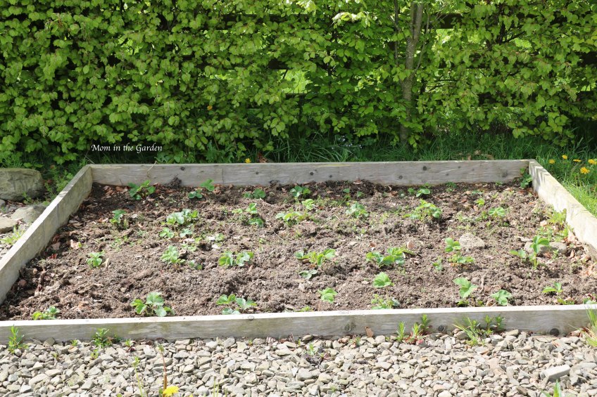 Strawberry Plants May 2