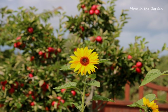 Sunflower + Apple tree in August