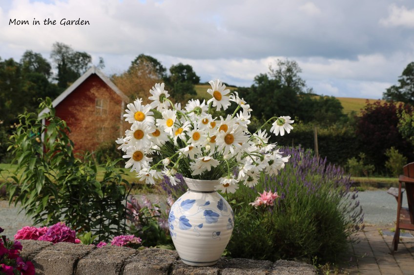 Vase of Daisies in July