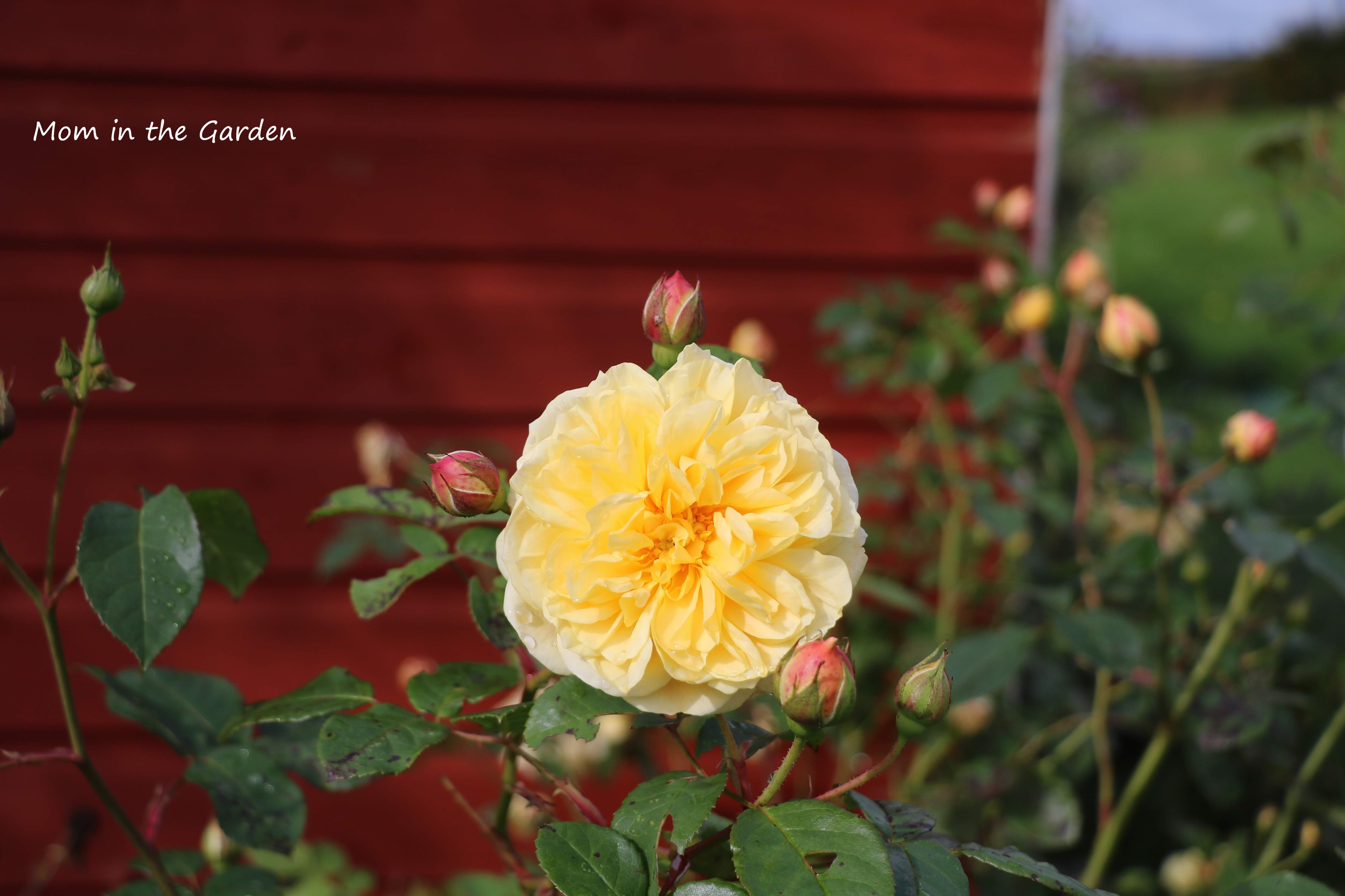 Yellow David Austin Roses in September