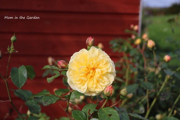 Yellow David Austin Roses in September