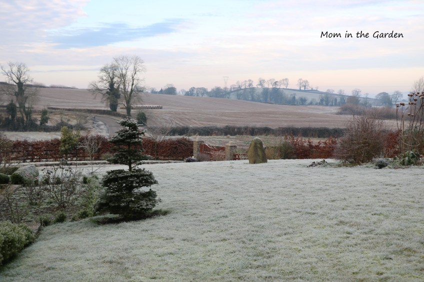 Frosty view of front garden