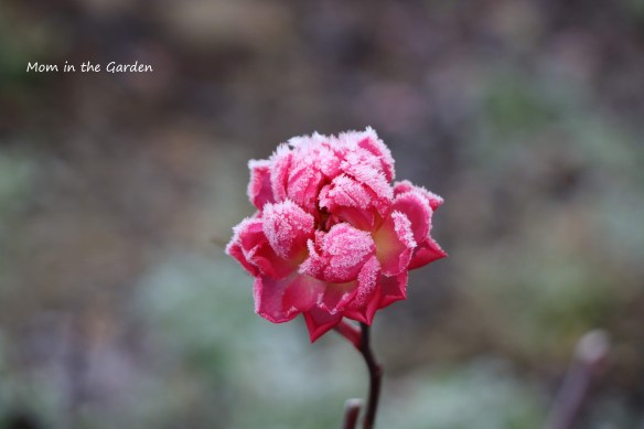 Frozen rose
