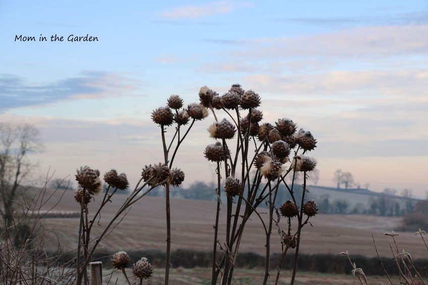 Globe Artichokes January