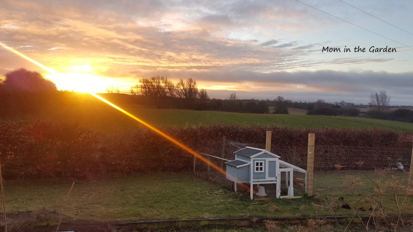 Sunrise chickenhouse view