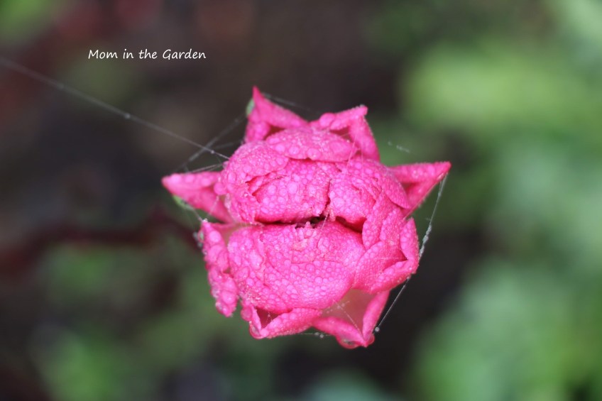 Ancient Mariner David Austin Rose
