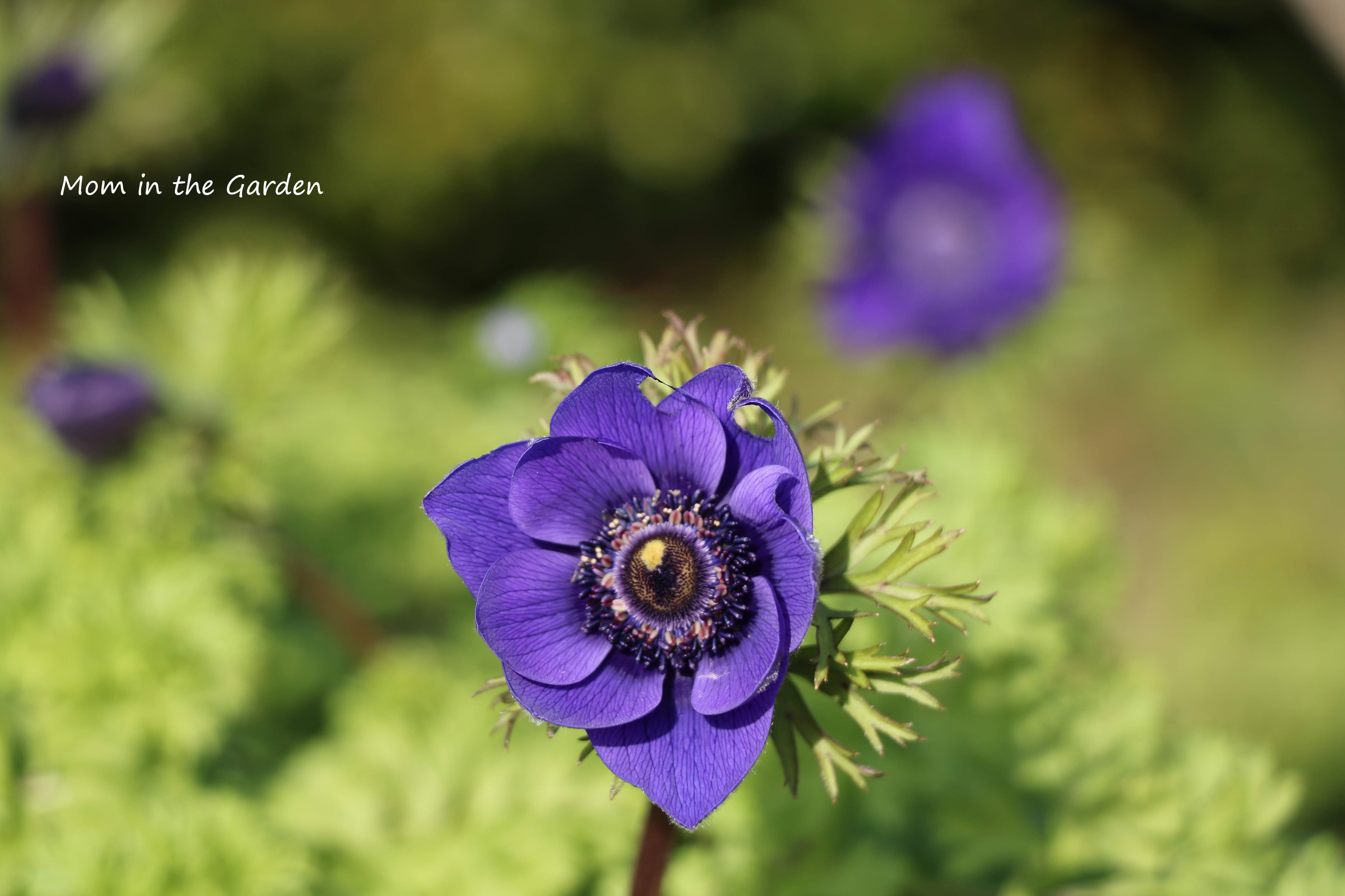 anemone mr fokker