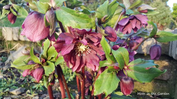 Double Ellen Red Hellebore