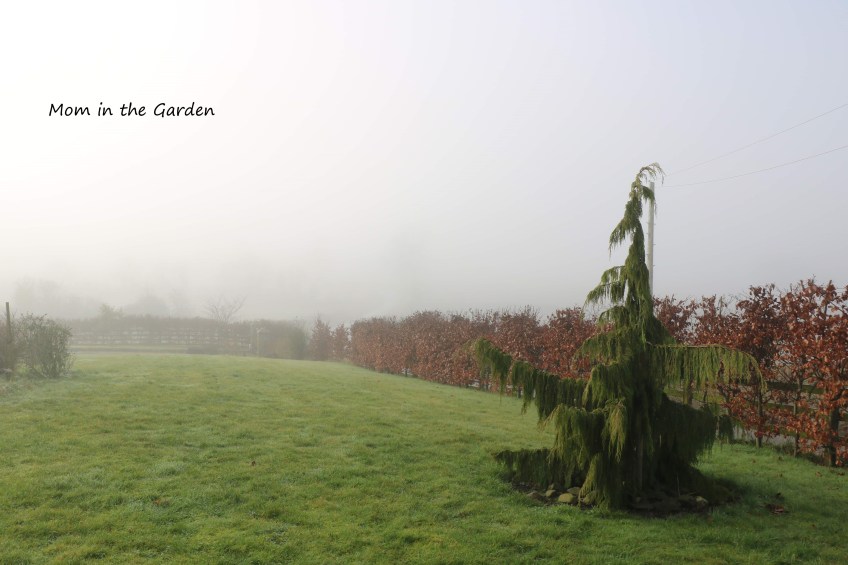 Nootka Cypress tree in fog