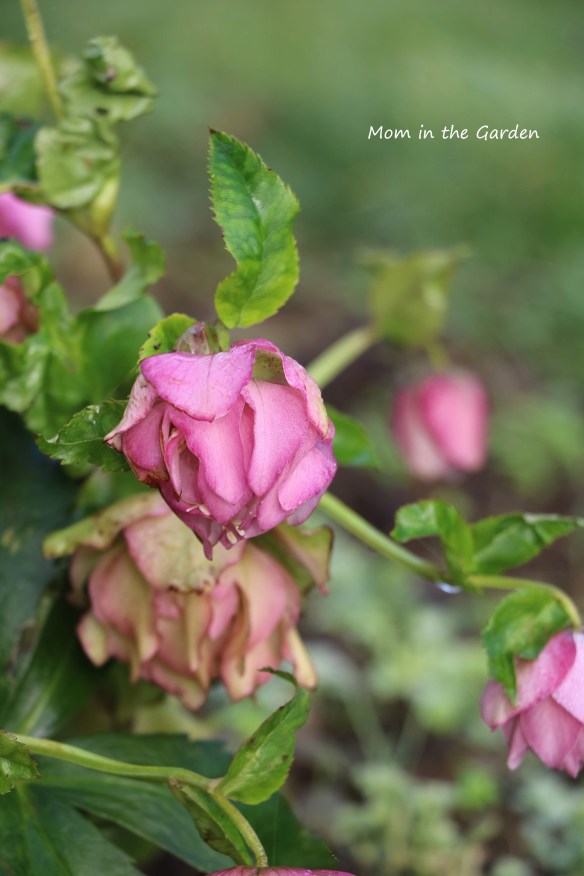 Frilly Isabelle Hellebore