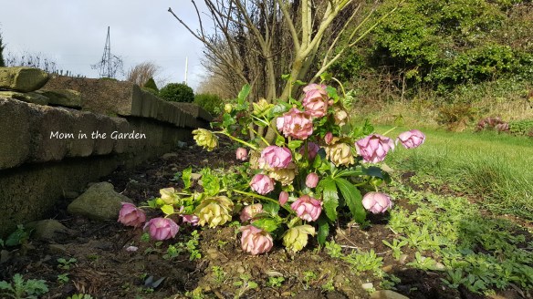 Frilly Isabelle Hellebore