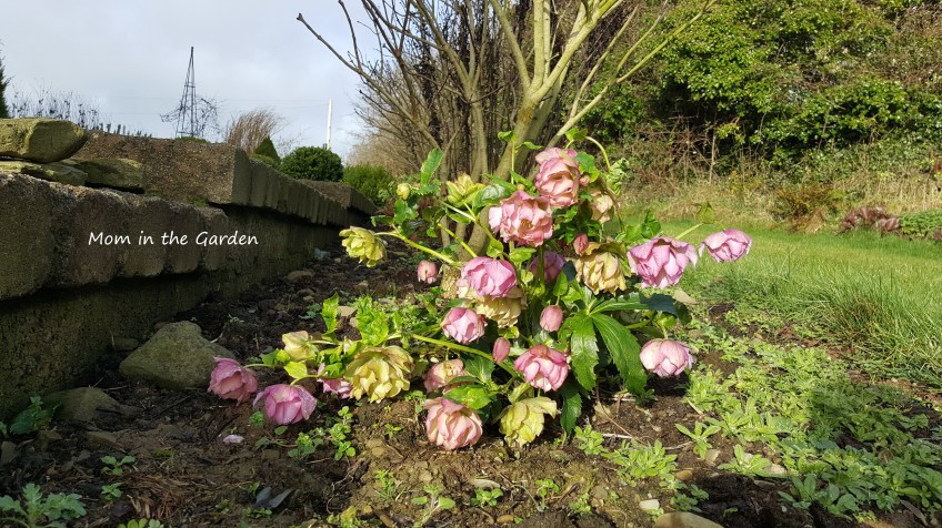 Frilly Isabelle Hellebore