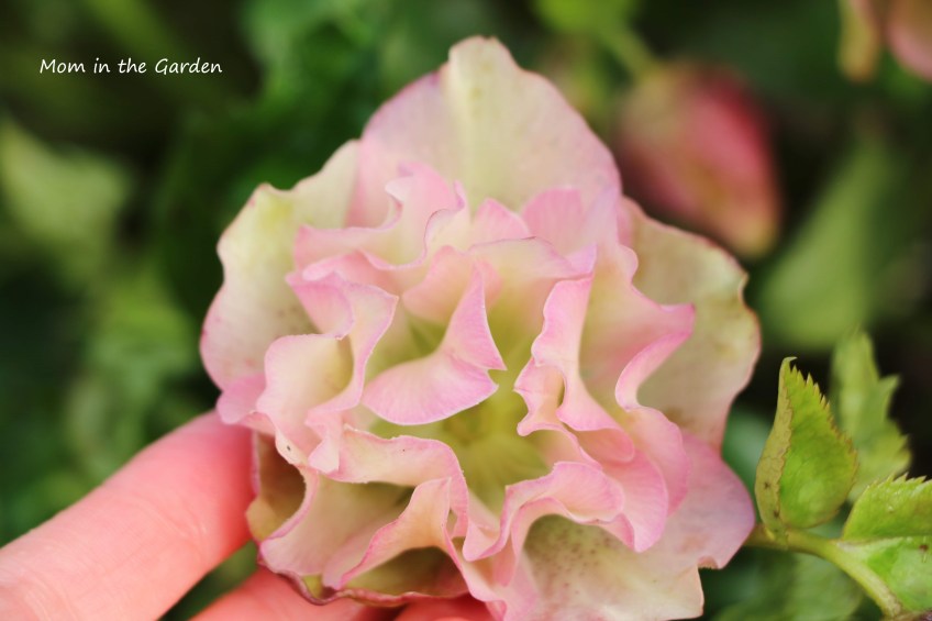 Frilly Isabelle Hellebore