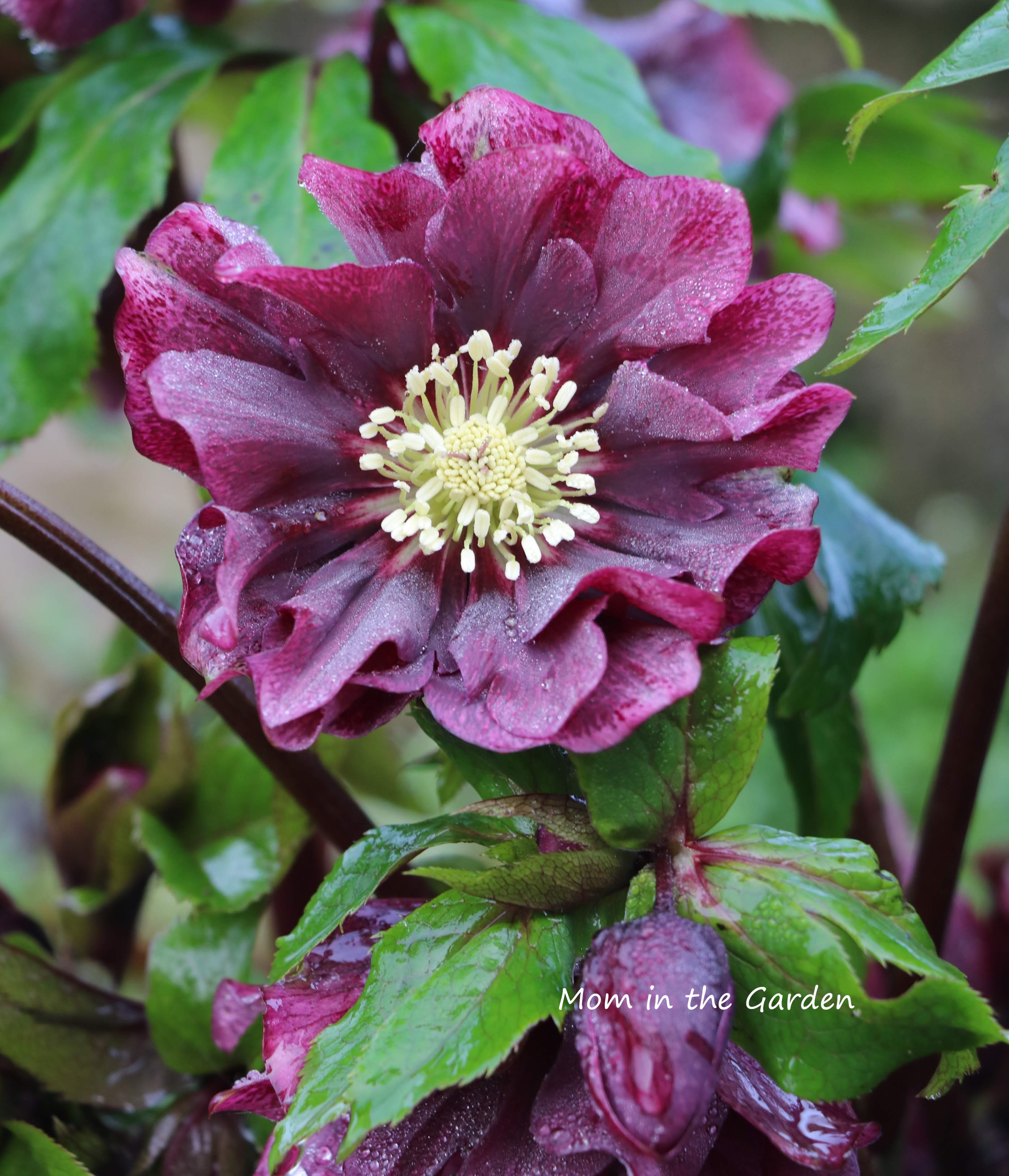 Hellebore Double Ellen Red up close