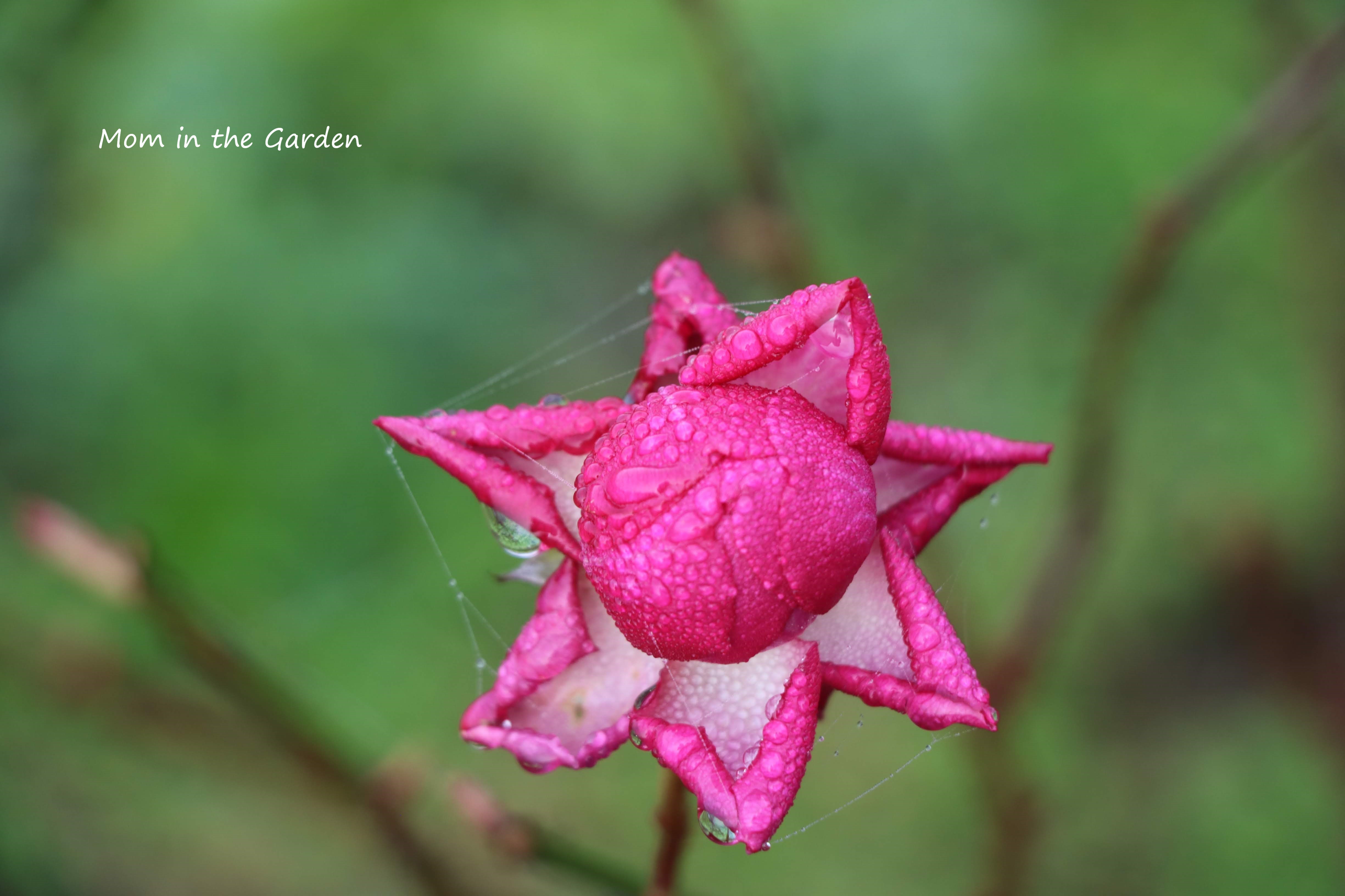James Austin (David Austin)Rose