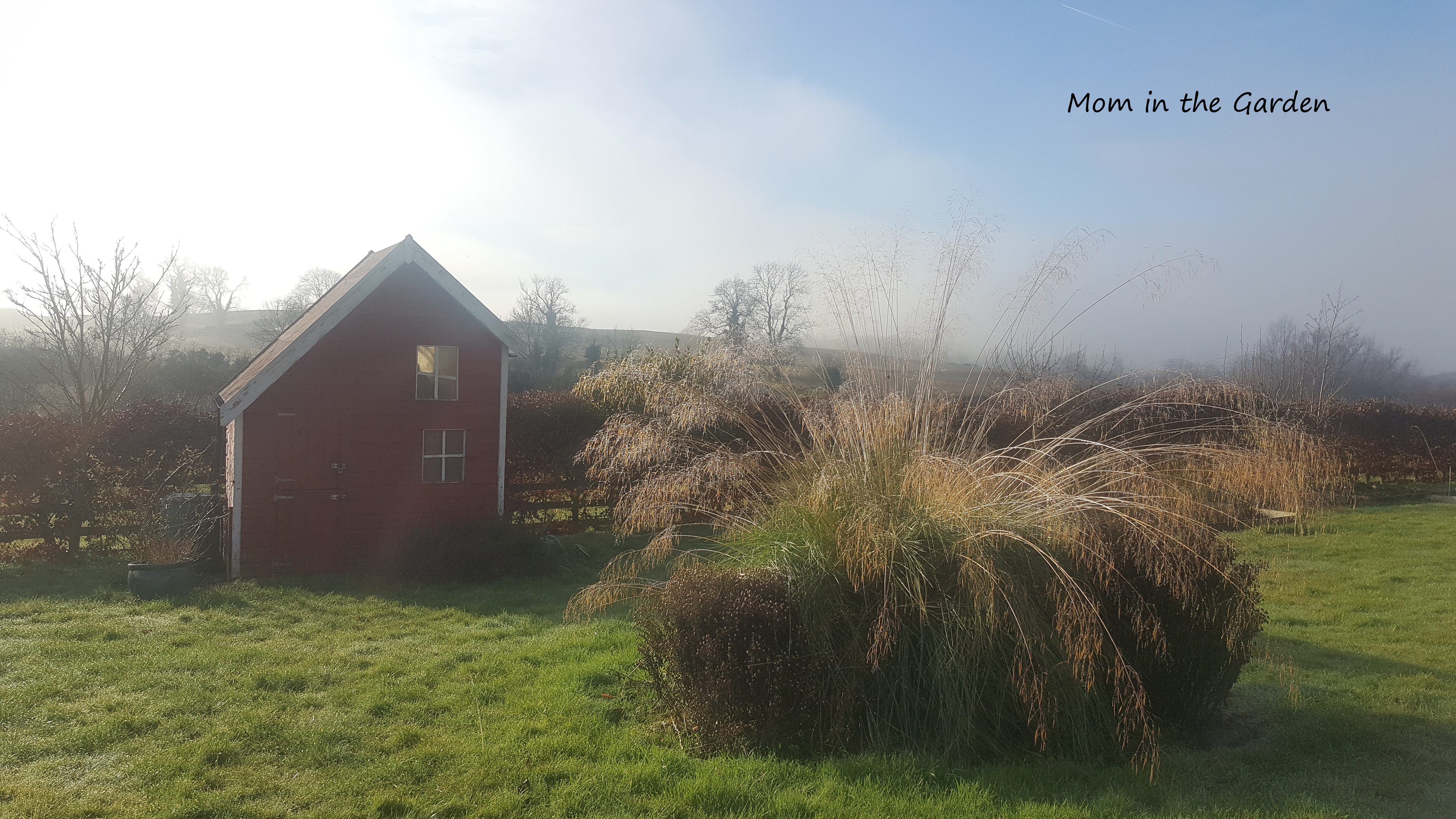 Ornamental Grass sunny