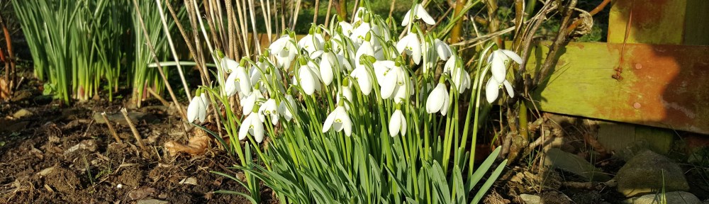 snowdrops