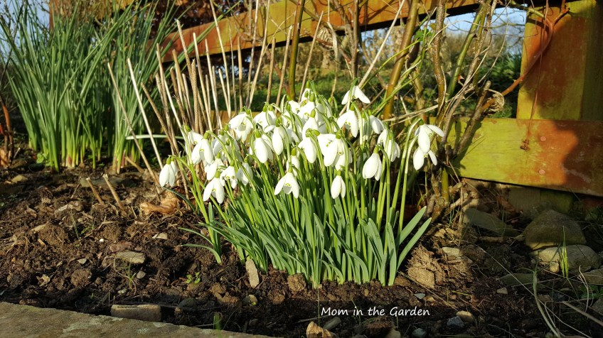 snowdrops