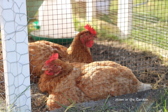 two chickens ashes dirt bath