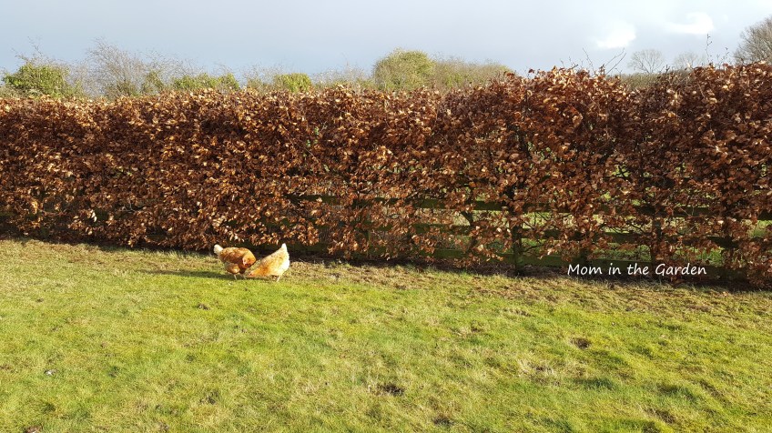two chickens in front of beech hedge