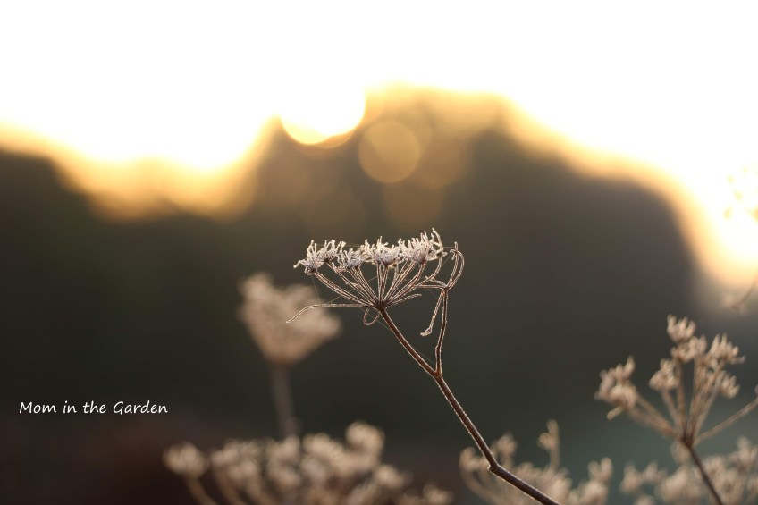 wild fennel in February morning sunlight