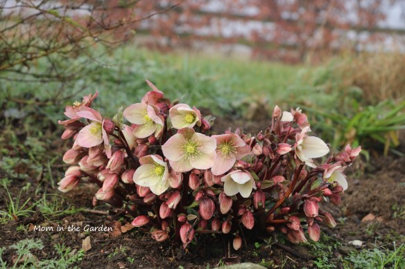 Winter sunshine hellebore