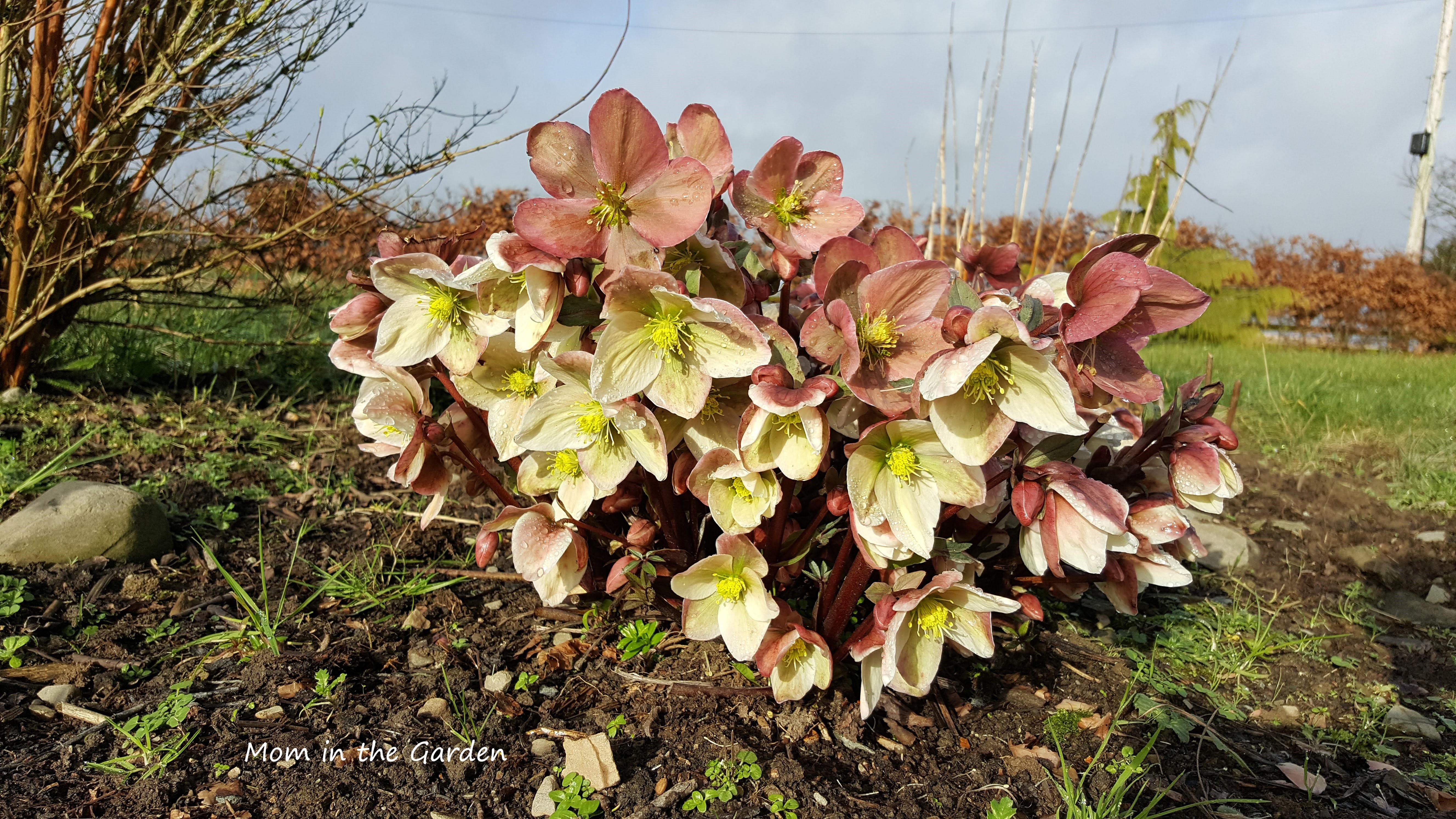 Winter Sunshine hellebore