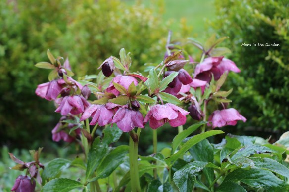 Dark pink hellebore in rain
