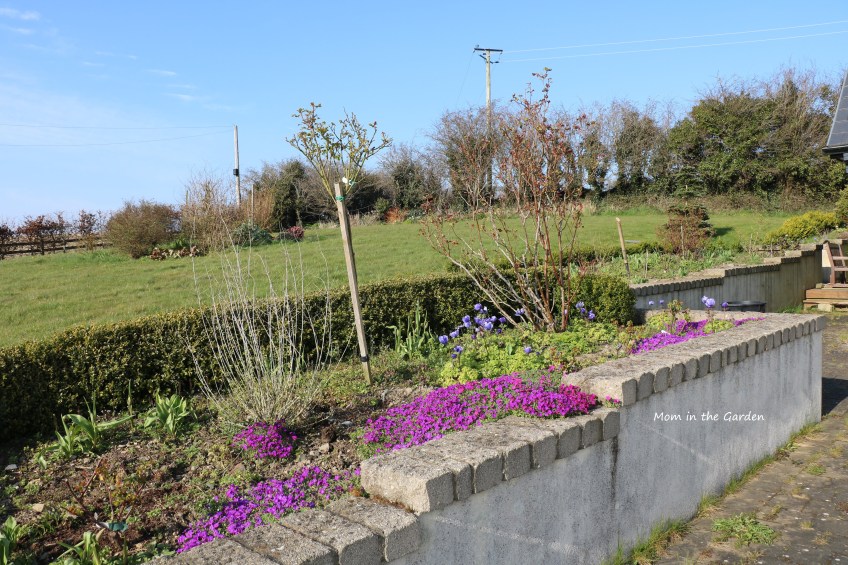 Full bed of aubrieta