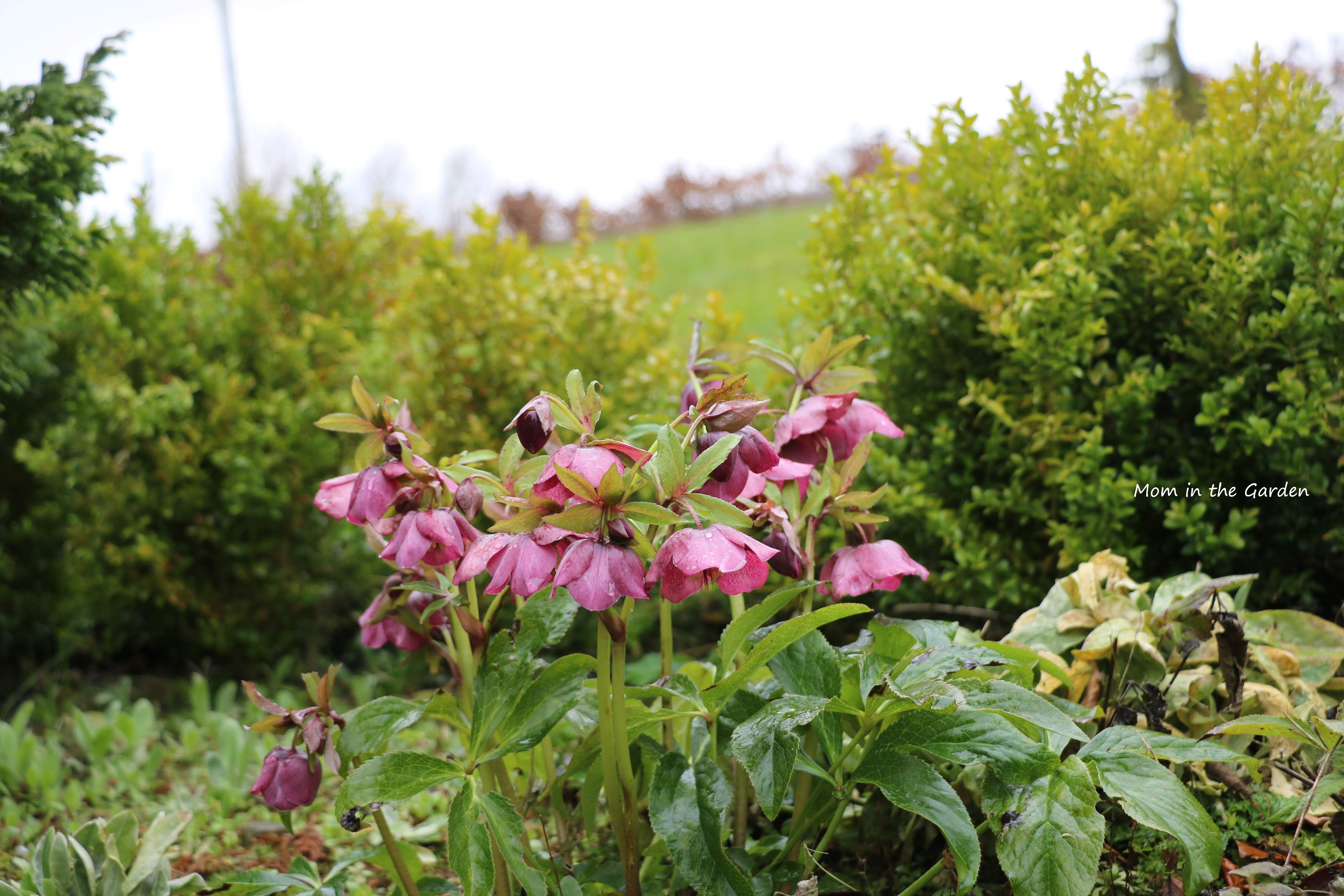 hellebore dark pink sunshine
