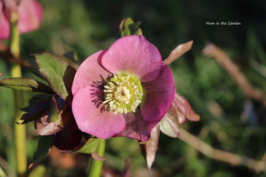 hellebore dark pink